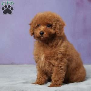 Leo, Cavapoo Puppy